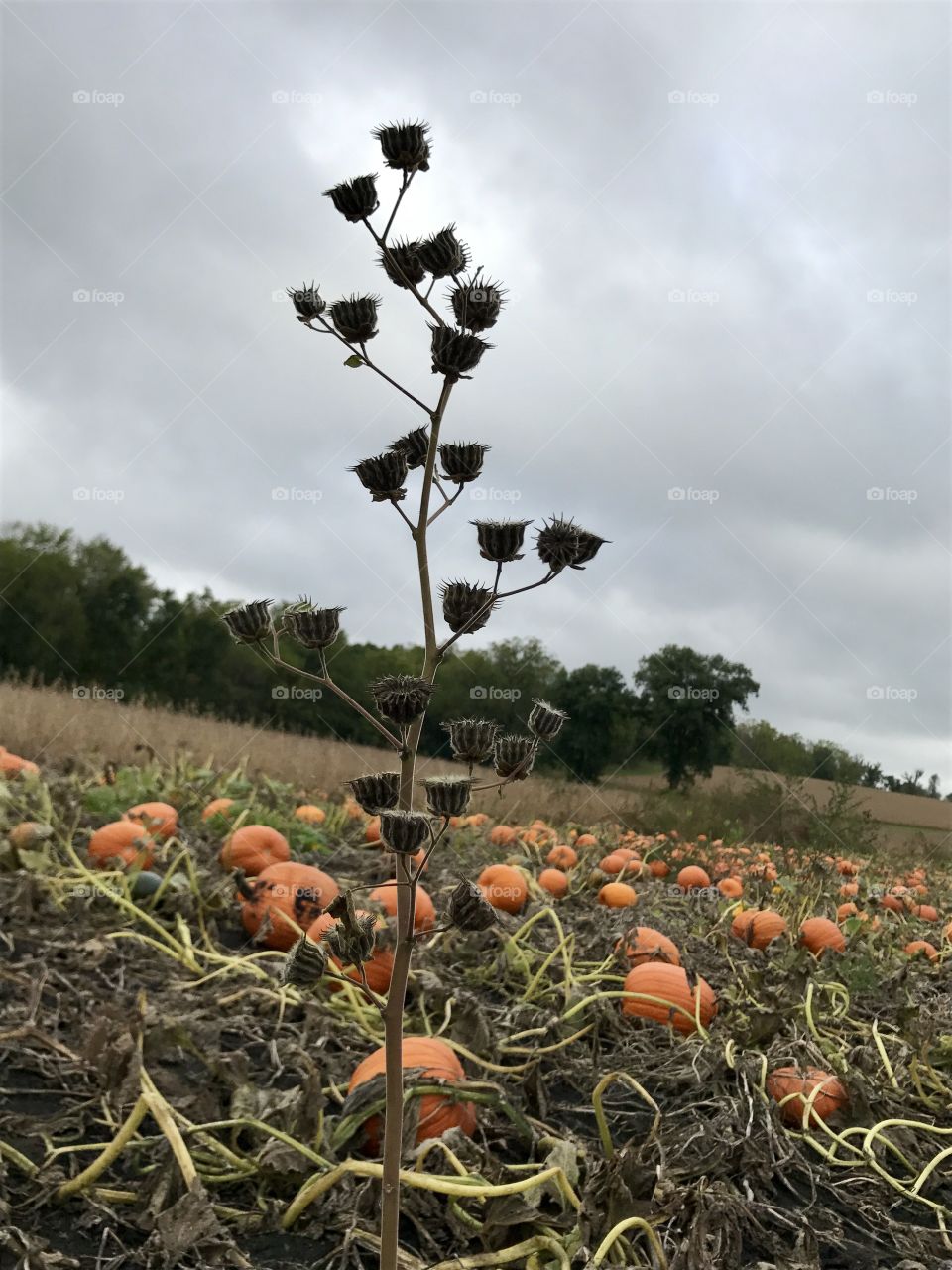 Pumpkin Patch