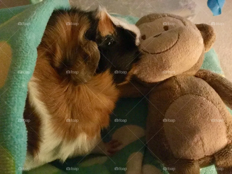 No Person, Wear, Mammal, Toy, Dog