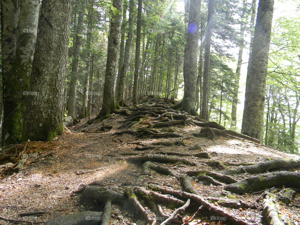 tree road