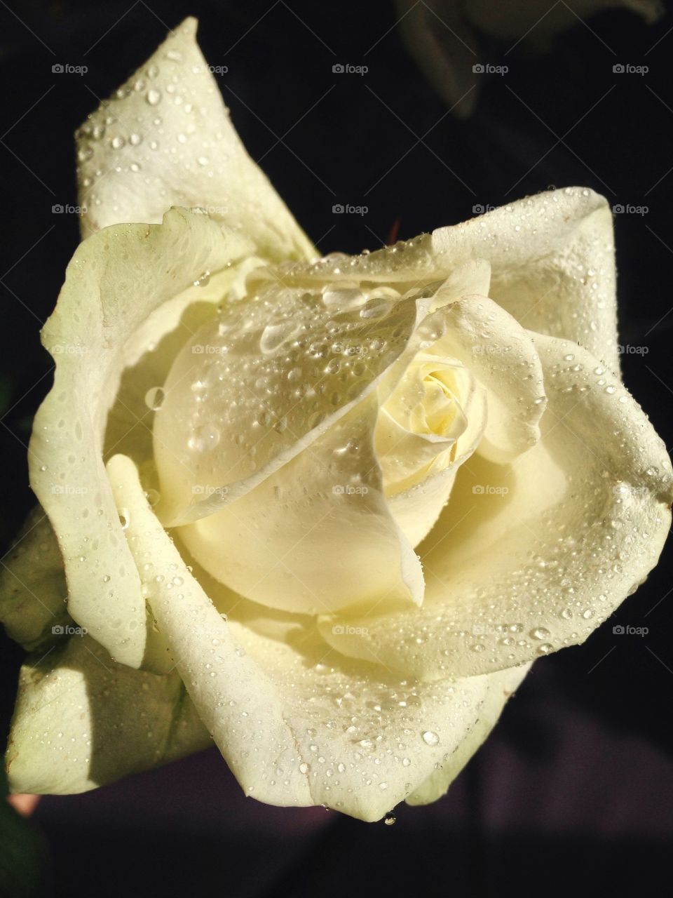 Rose . Raindrops on the flower 