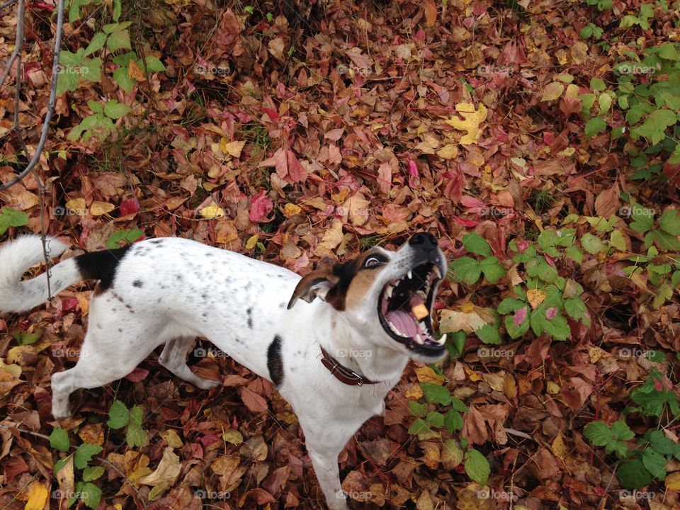 Dog, Animal, Cute, Nature, Fall