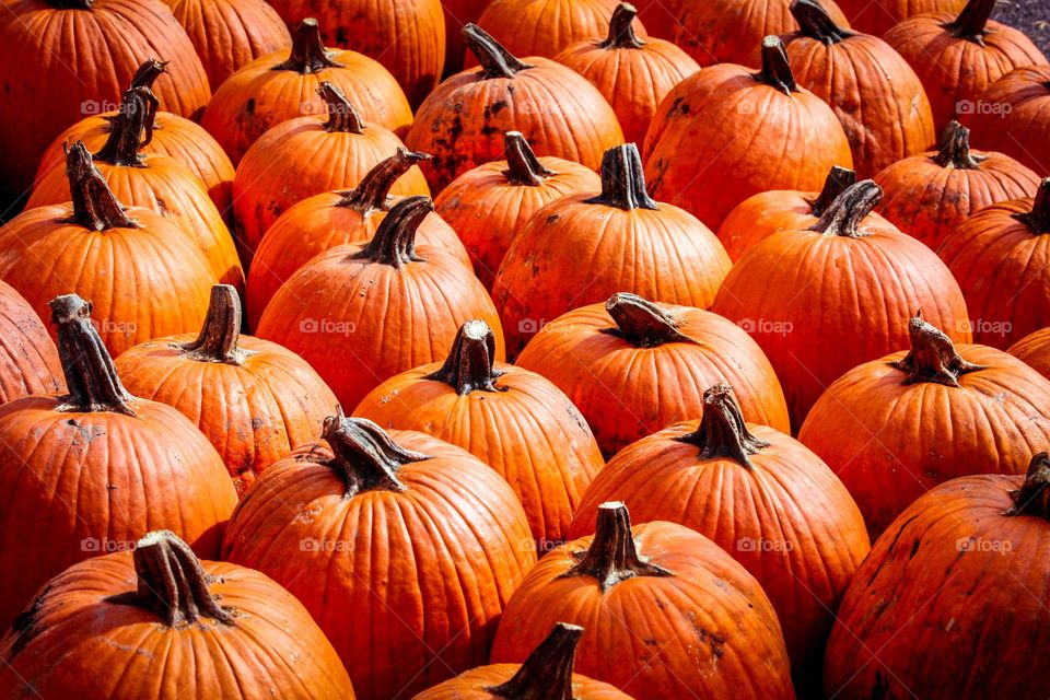 Bright pumpkins