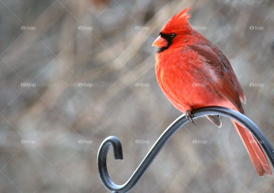 Northern Cardinal 