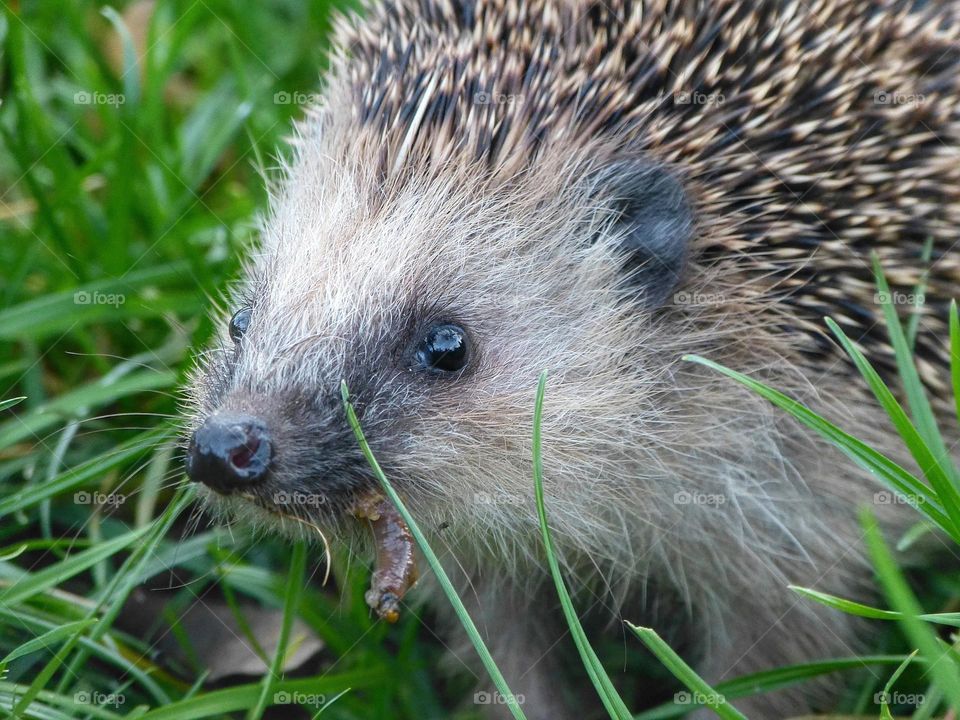 European hedgehog