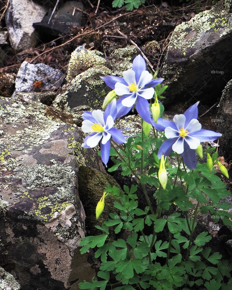 Columbines