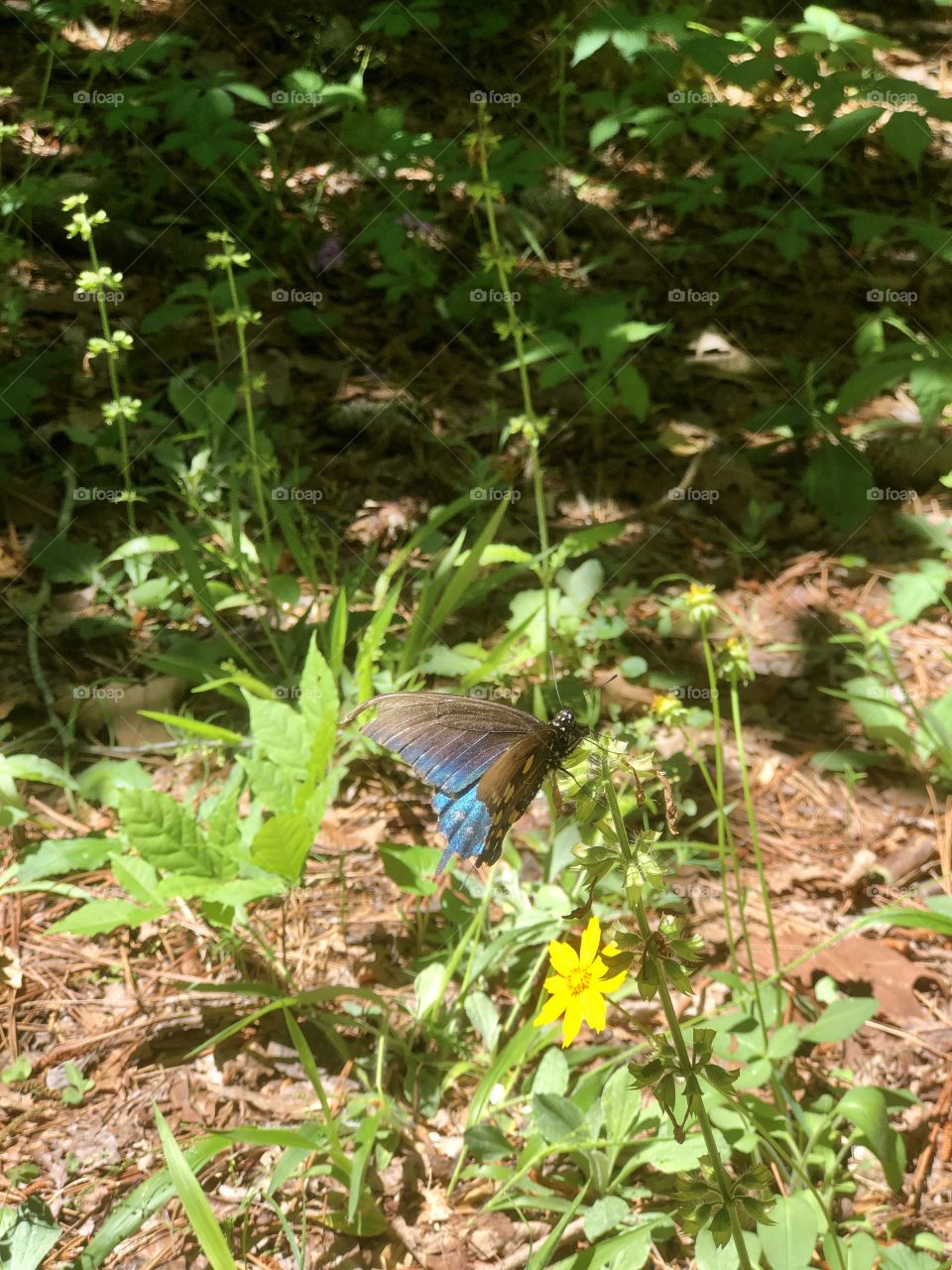 Butterfly in sunlight 