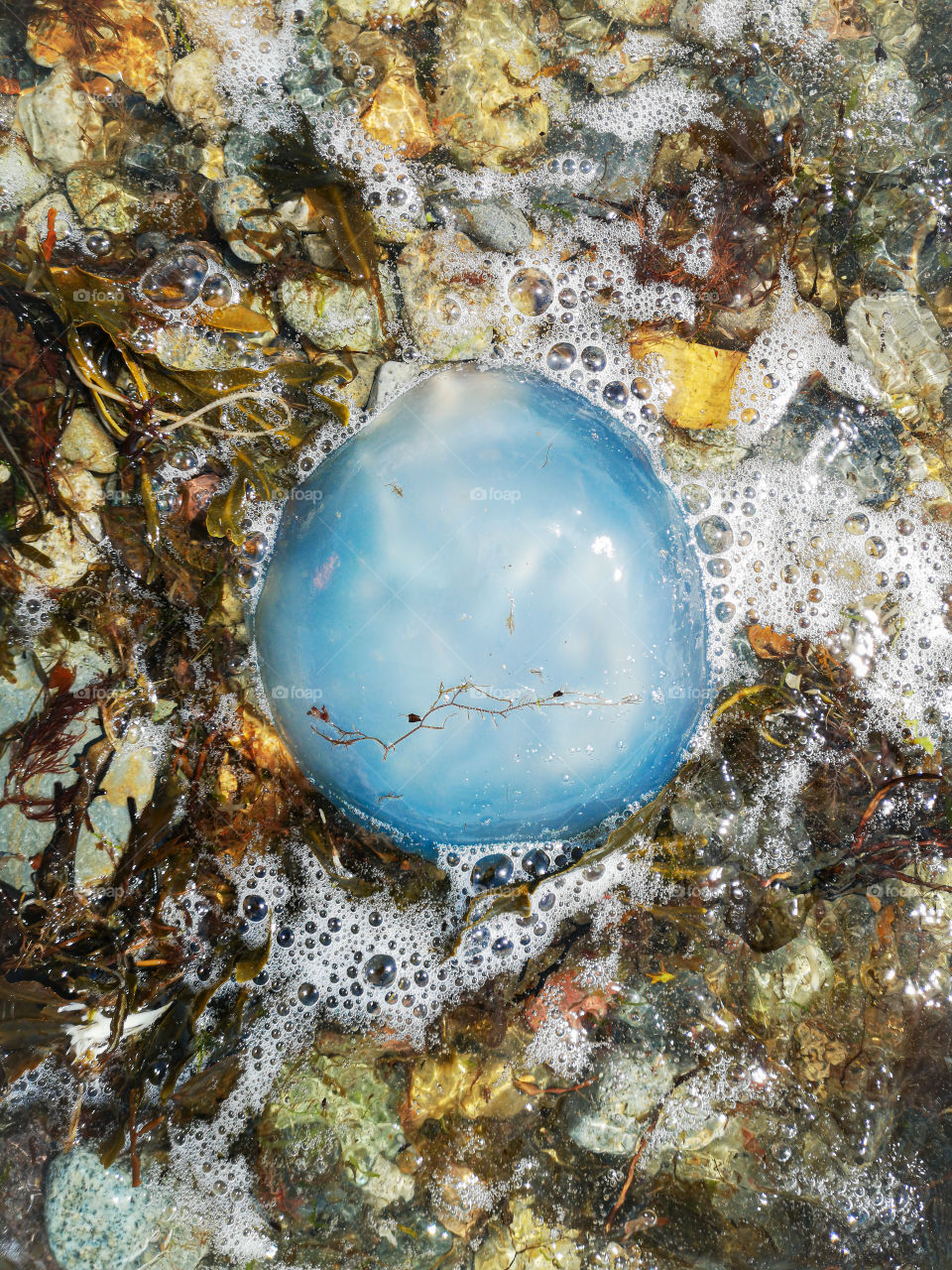 Blue jellyfish (Cyanea lamarckii) washed inshore during low tide on pebbles beach