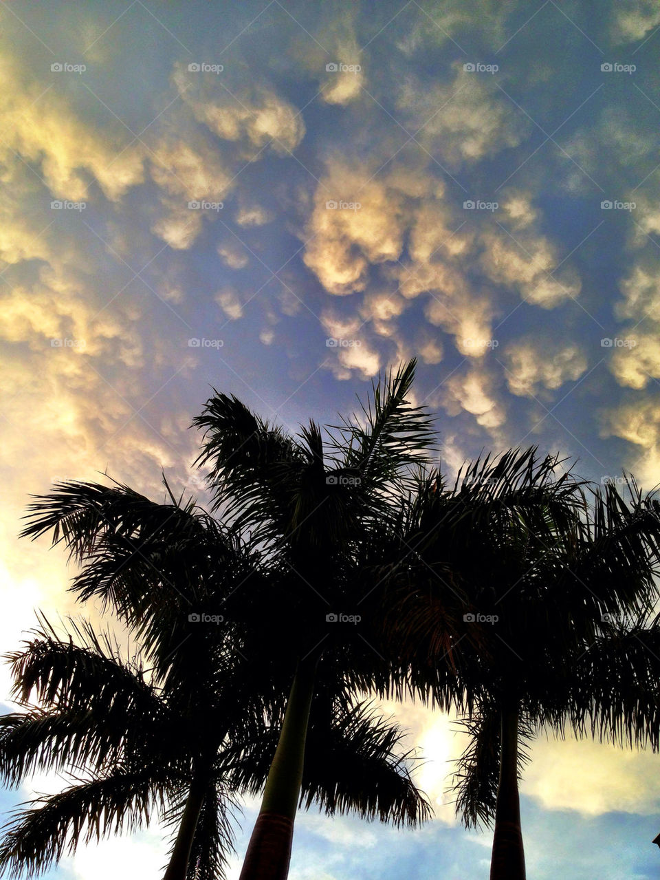 Palm trees against dramatic sky at sunset