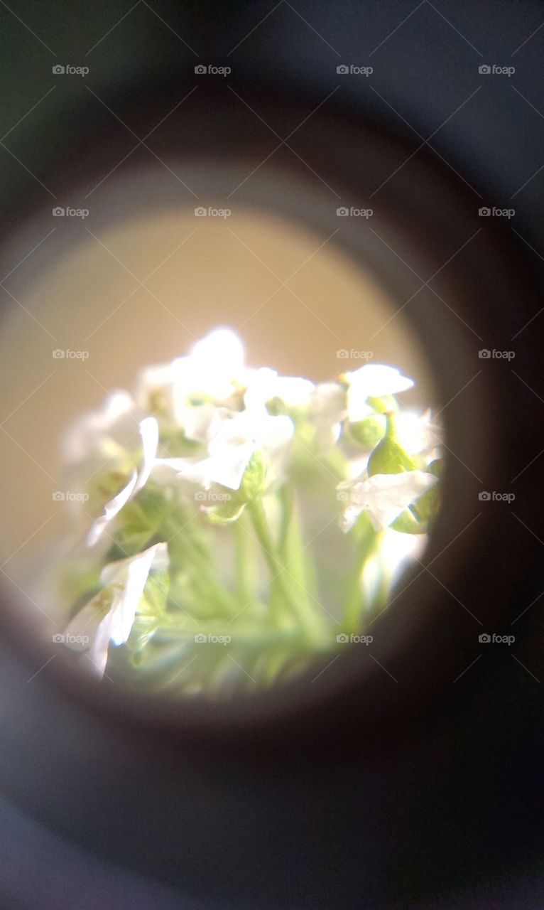 flowers under microscope