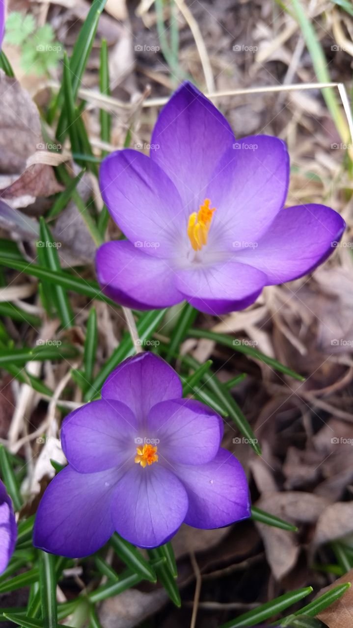 Close-up of purple blooming flower