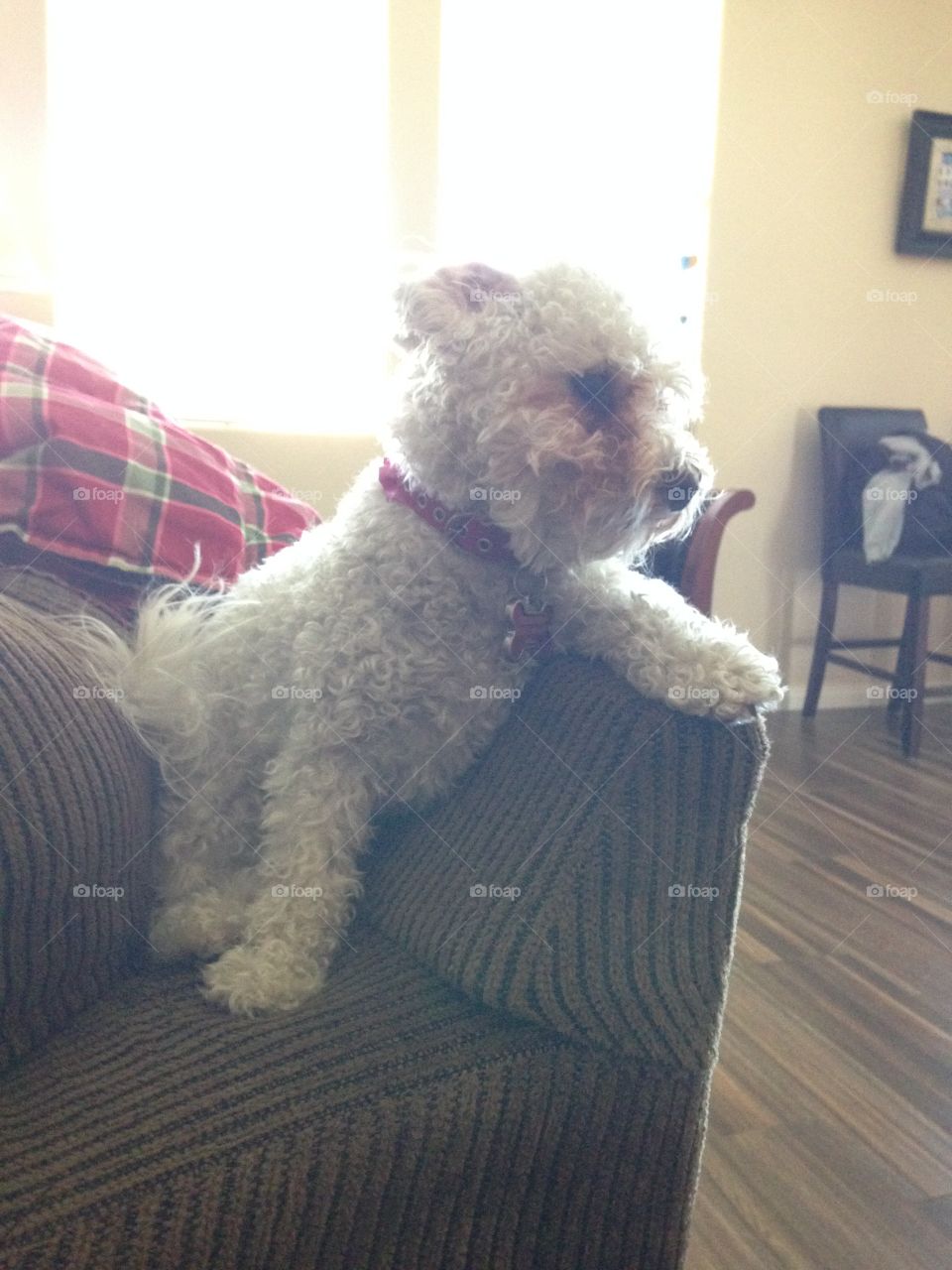 Ella. This is my beloved dog Ella sitting on my couch. I find her position hilarious. 