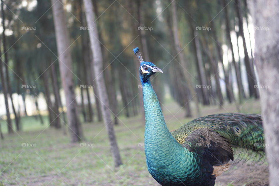 Peacock in the pine forest