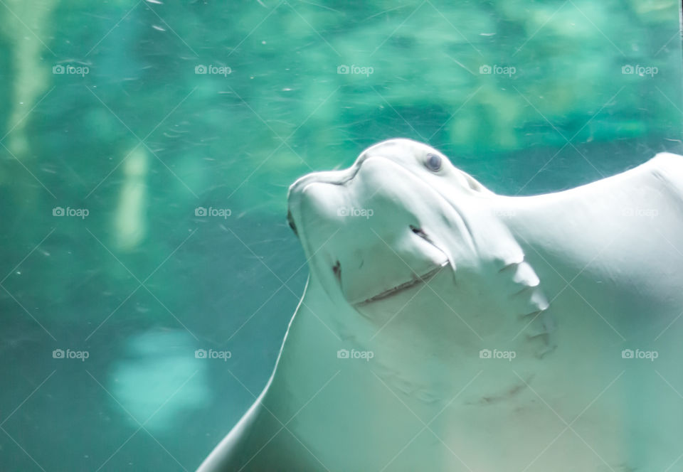 Peek a boo with stingray