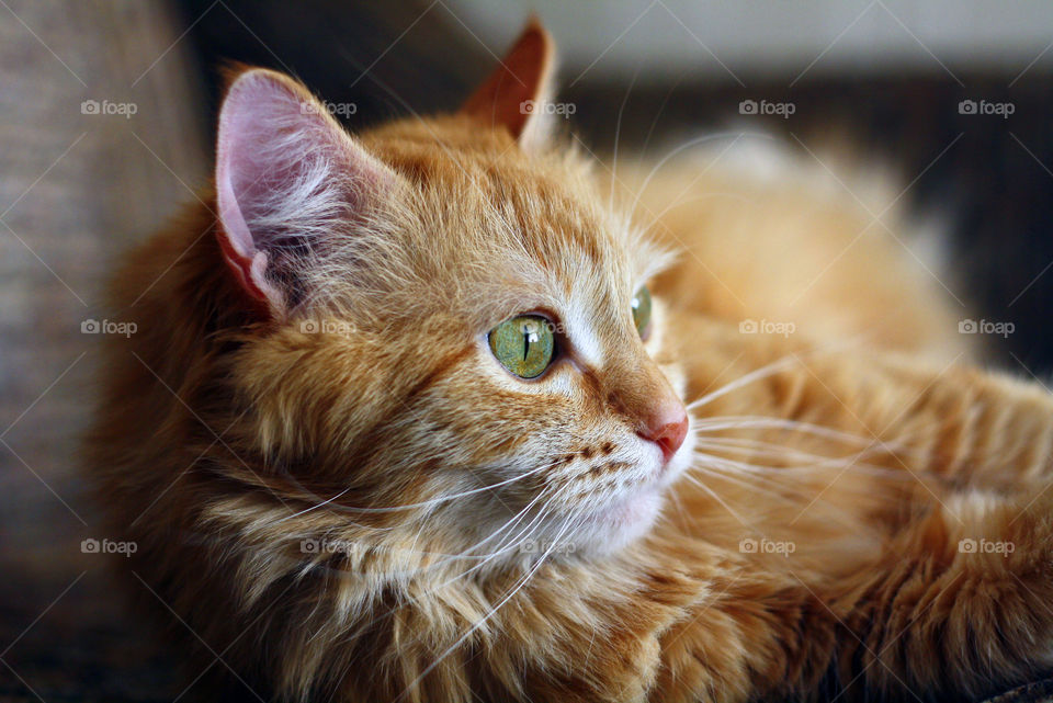 Curious ginger cat