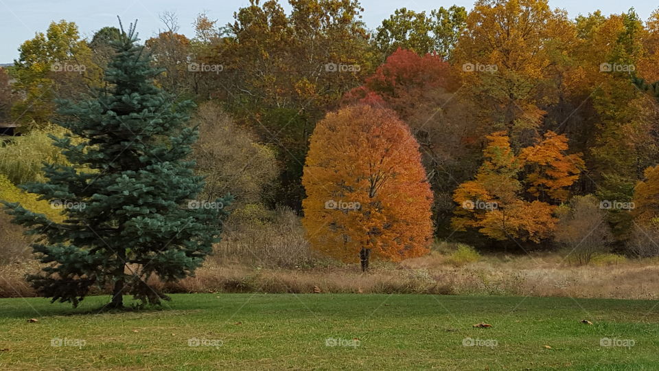 fall foliage