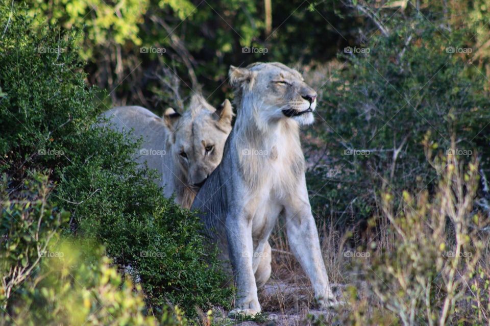 Two lions in kruger
