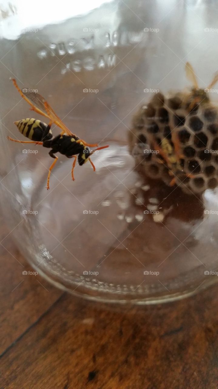 Yellow Jacket and Nest in Mason Jar