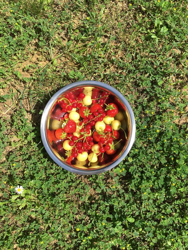 Fruit 🍒🍓📸