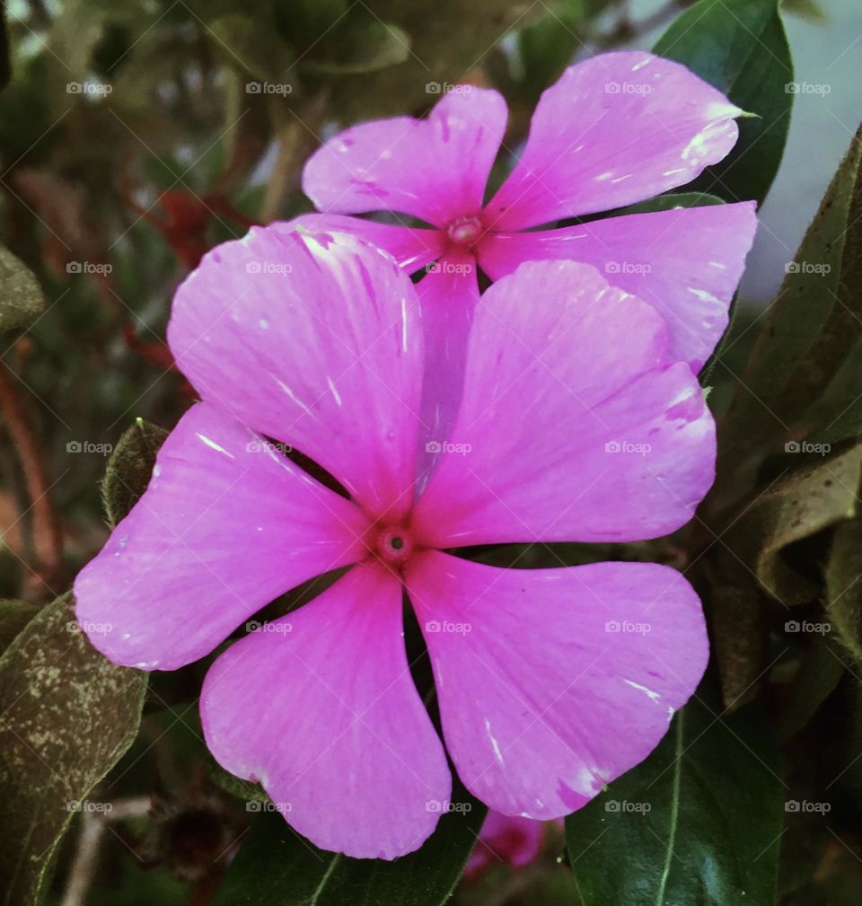 🌹 🇺🇸 Very beautiful flowers to brighten our day.  Live nature and its beauty. Did you like the delicate petals? / 🇧🇷 Flores muito bonitas para alegrar nosso dia. Viva a natureza e sua beleza. Gostaram das pétalas delicadas? 