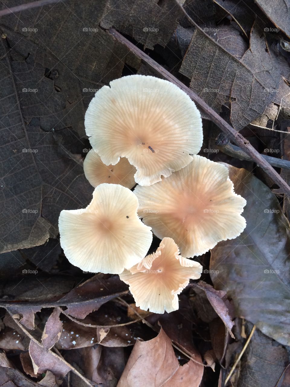 jamur cantik