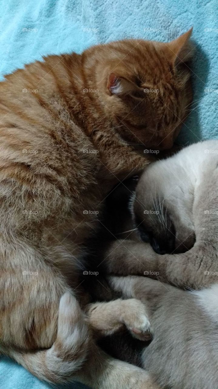 cats sleeping together in bed