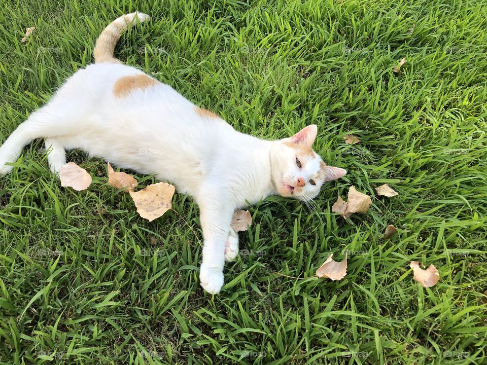 cat on lawn