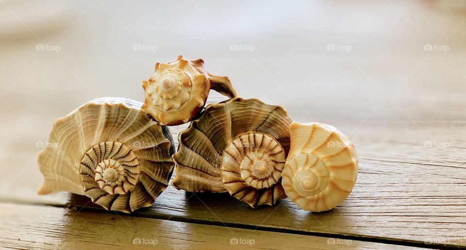 Seashells