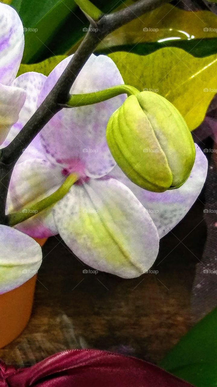 Yellow ans White Orchids