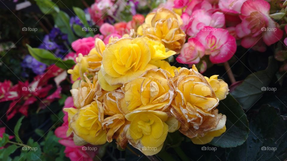 Quão belas são as flores da vida!