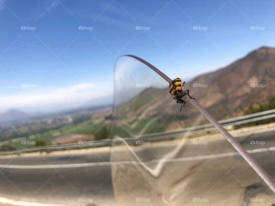 insect on the motorcycle windshield