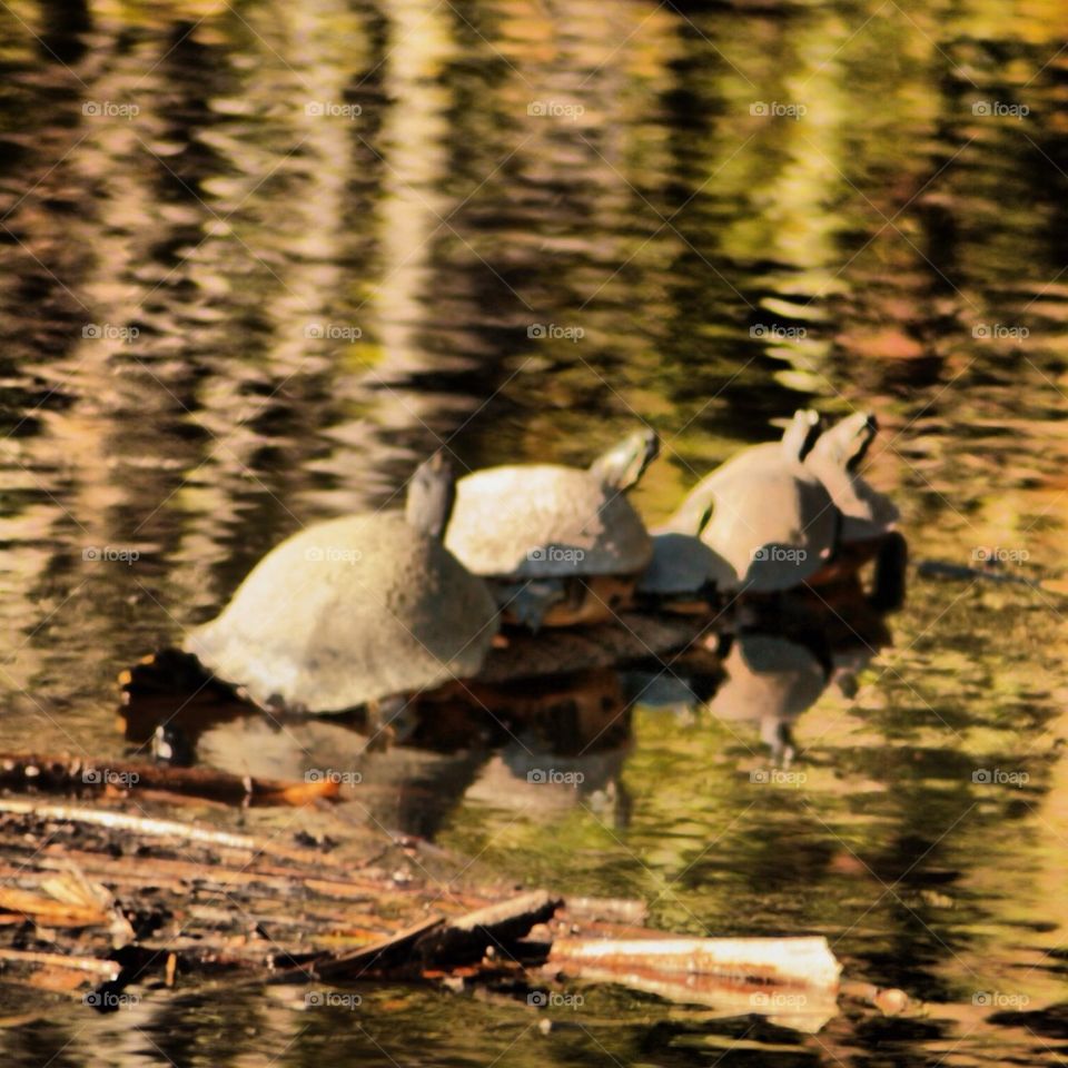 Turtles on a log!