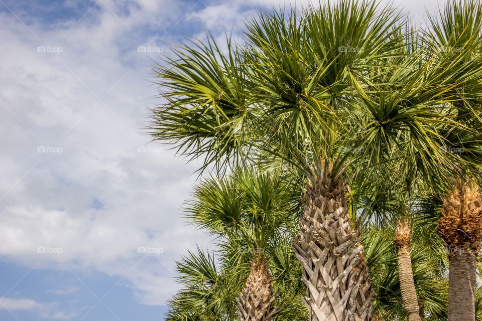 Palm trees against the blue sky