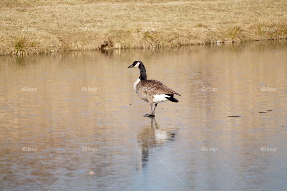 Duck on a frozen pond. 