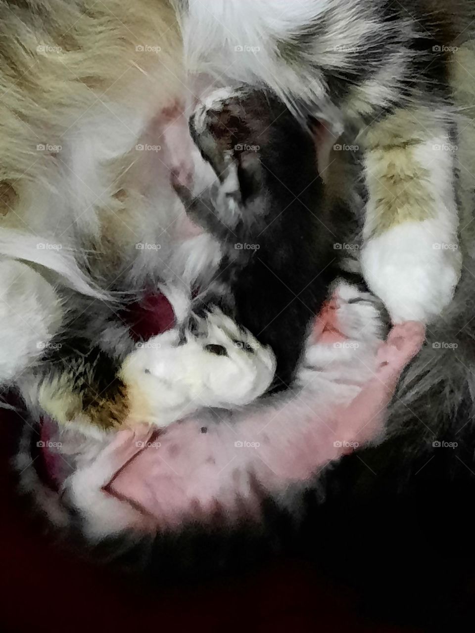 desde bebe zoro fue muy grande