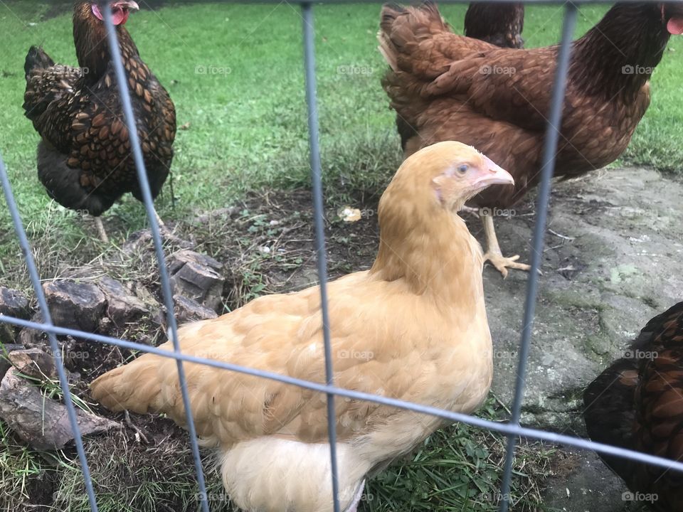 Yellow pullet