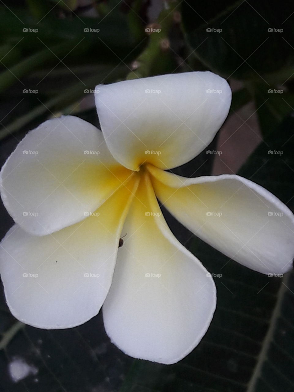 Flower, Frangipani, Nature, Tropical, Zen
