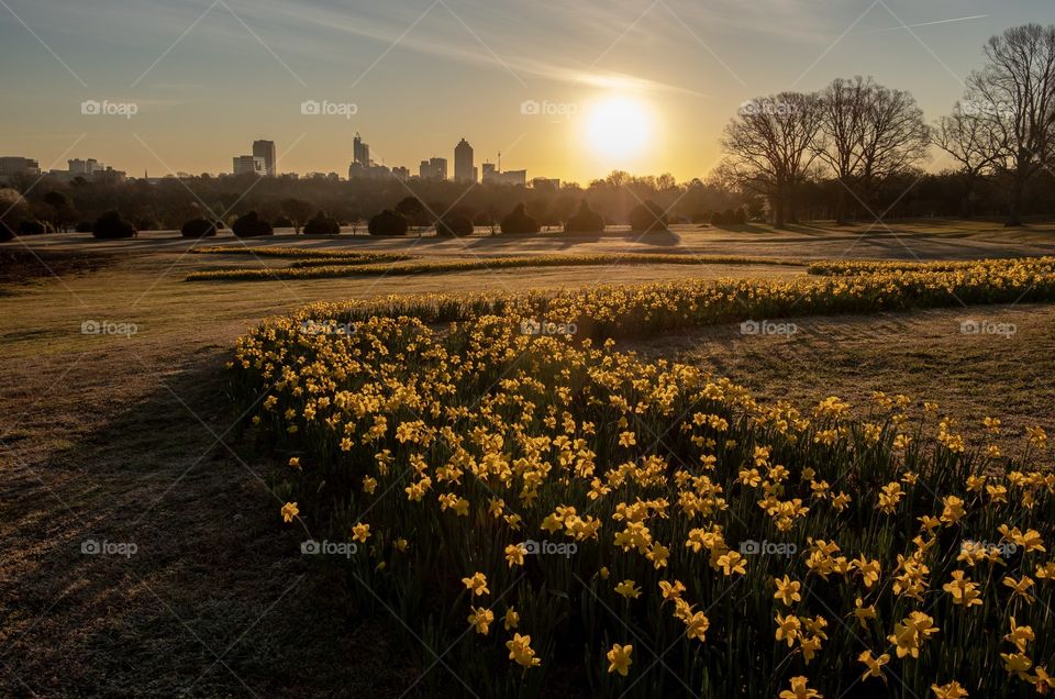 Foap, Landscapes of 2019: Sunrise over the city. Raleigh, North Carolina skyline as seen from Dorothea Dix Park at the daffodil garden. 