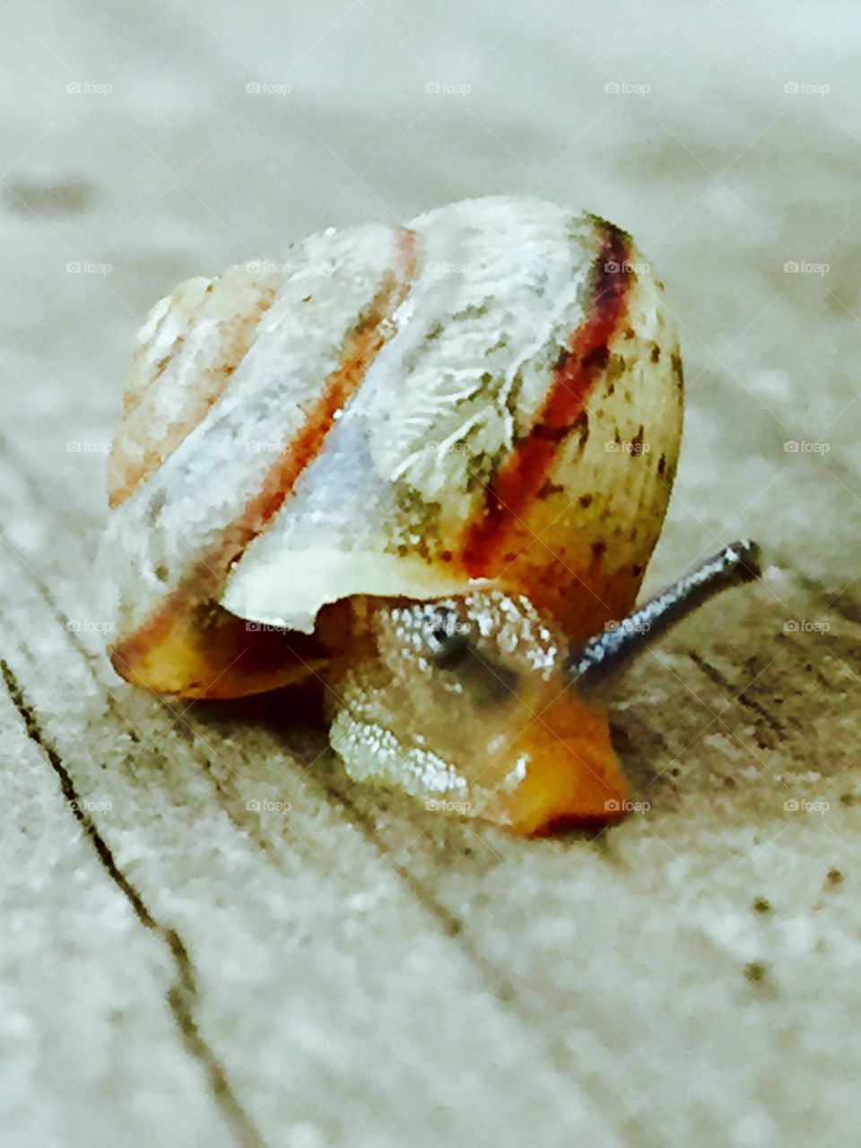 Snail 