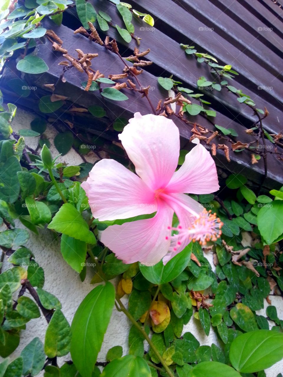 Pink hibiscus on plant
