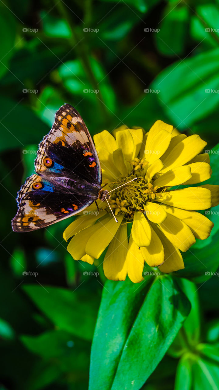 colorful butterfly on the yellow flower