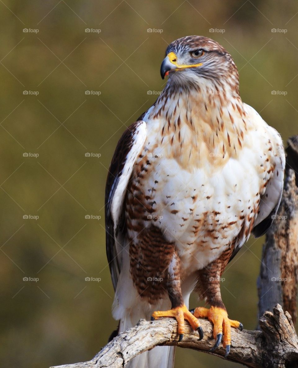 Ferruginous Hawk