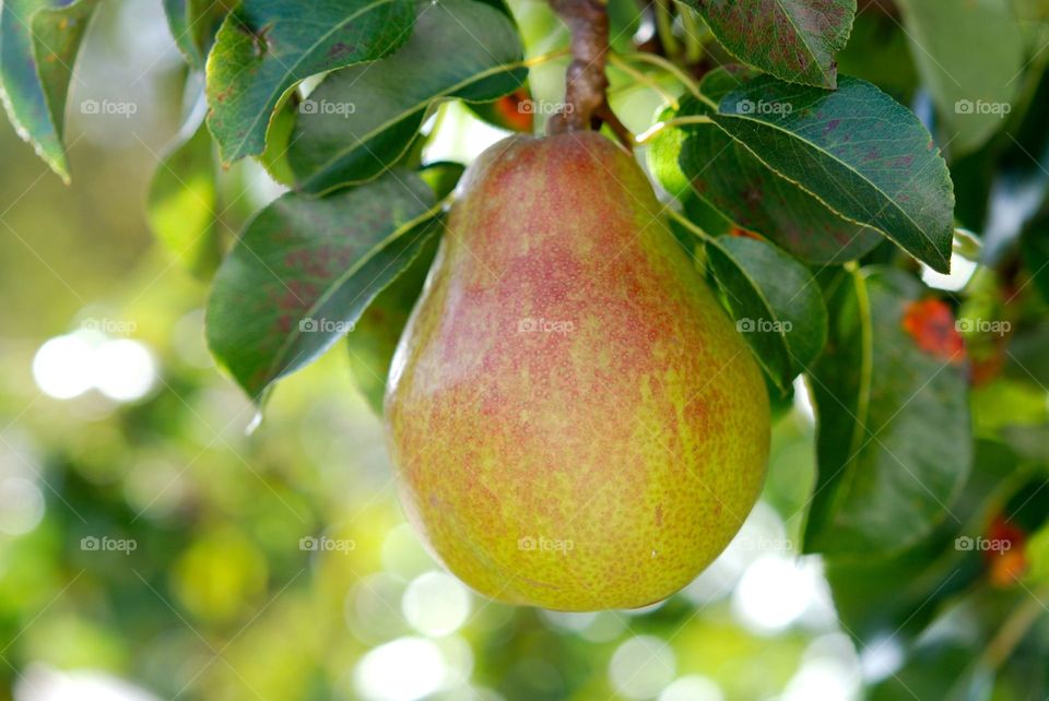pears Comice