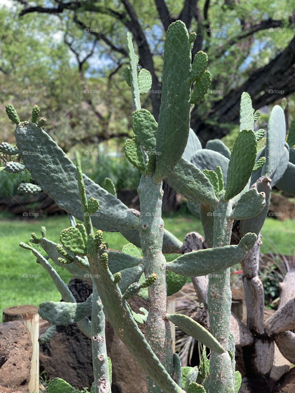 Beautiful Cactus plant