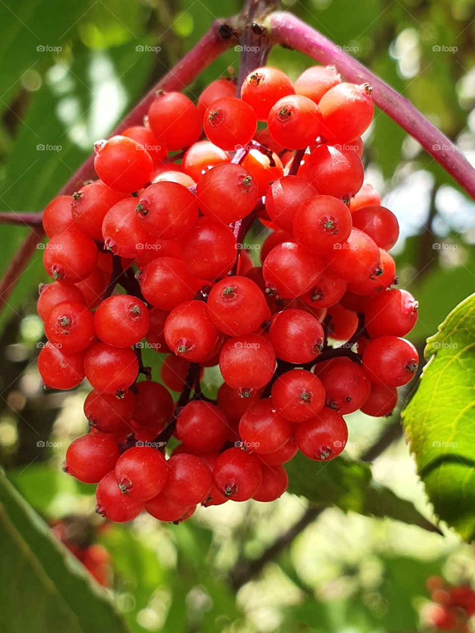 branch with small red berries