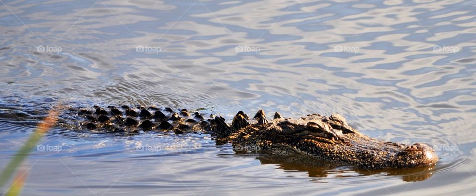 Alligator in the water