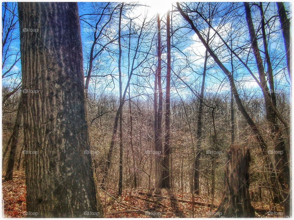 Tree, Wood, Nature, Trunk, Park