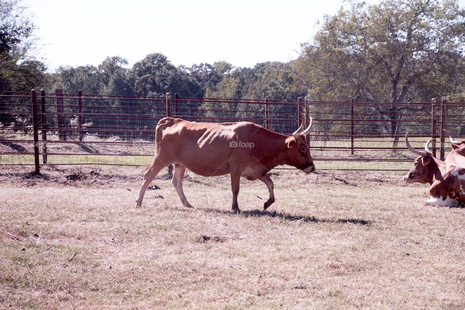 View of cows walking and sitting