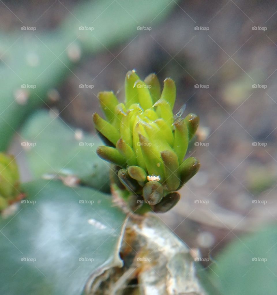 kaktus Pflanzegreen grün