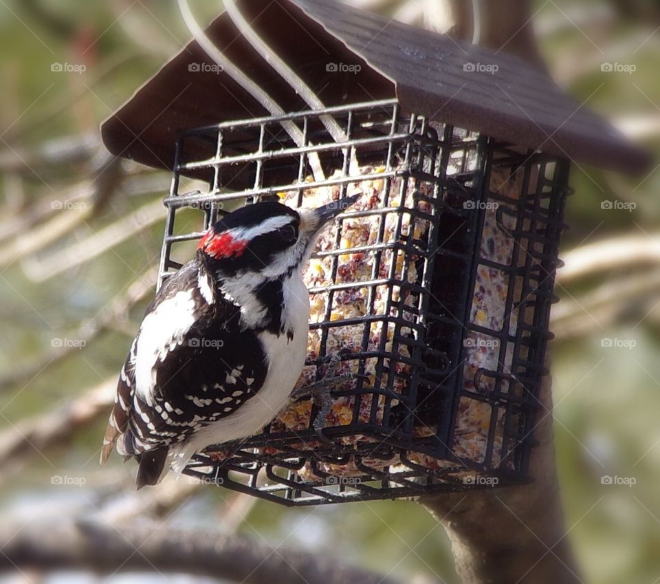 Woodpecker on feeder 
