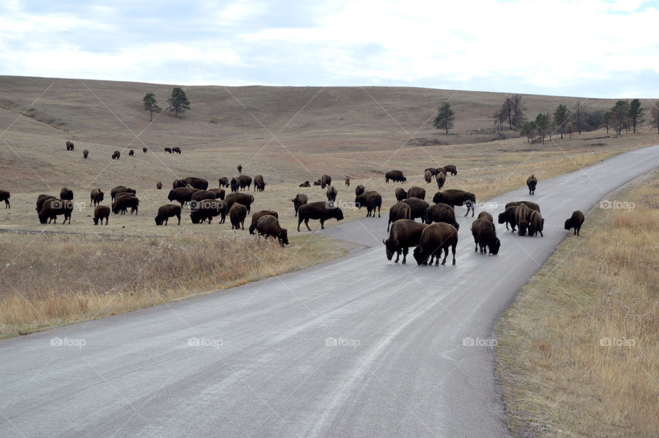 Herd of bison in Custer State Park, South Dakota. 